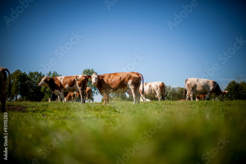 Wallpaper Mural cow on grassy field Torontodigital.ca