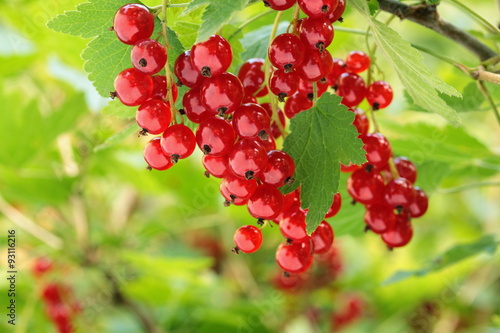 Canvas Print Redcurrant on brunch
