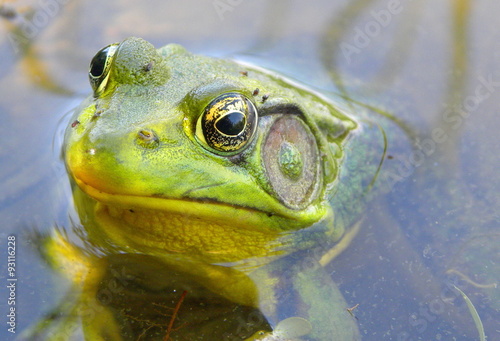 grenouille