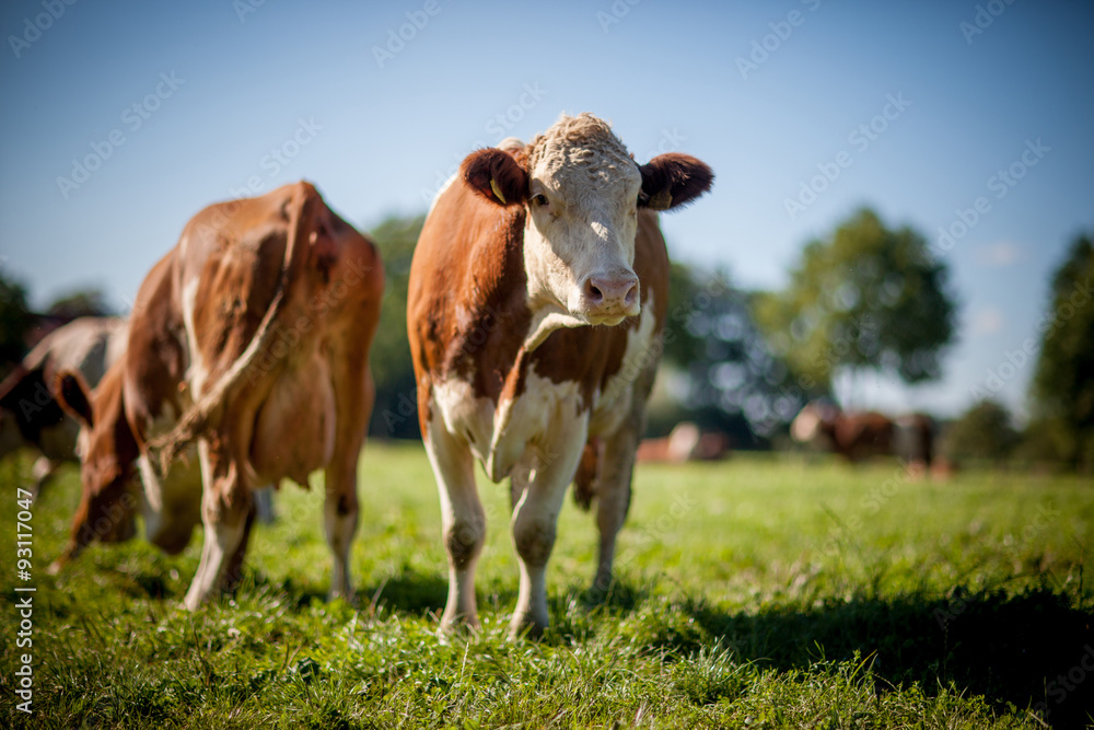 cow on grassy field cow on grassy field