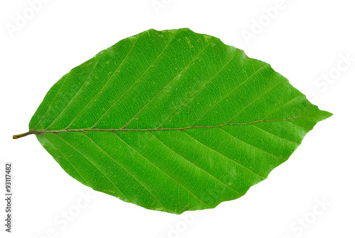 beech leaf isolated on white background