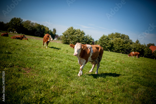 cow on grassy field