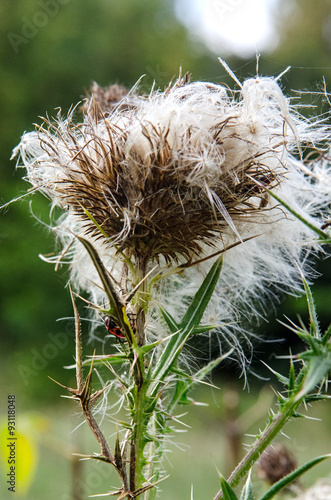 deflorate thistle with red beetle photo