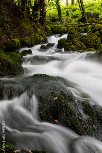 stream in the forest