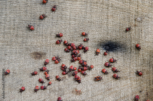 lot of red bugs on wooden texture photo