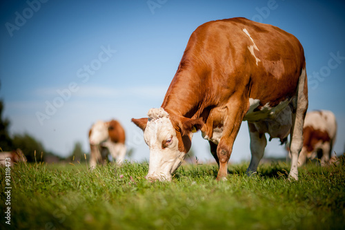 cow on grassy field