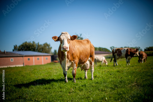 cow on grassy field