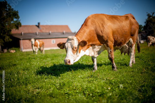 cow on grassy field