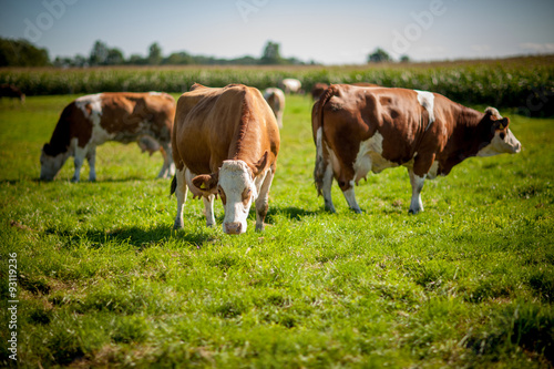 cow on grassy field © teamfoto
