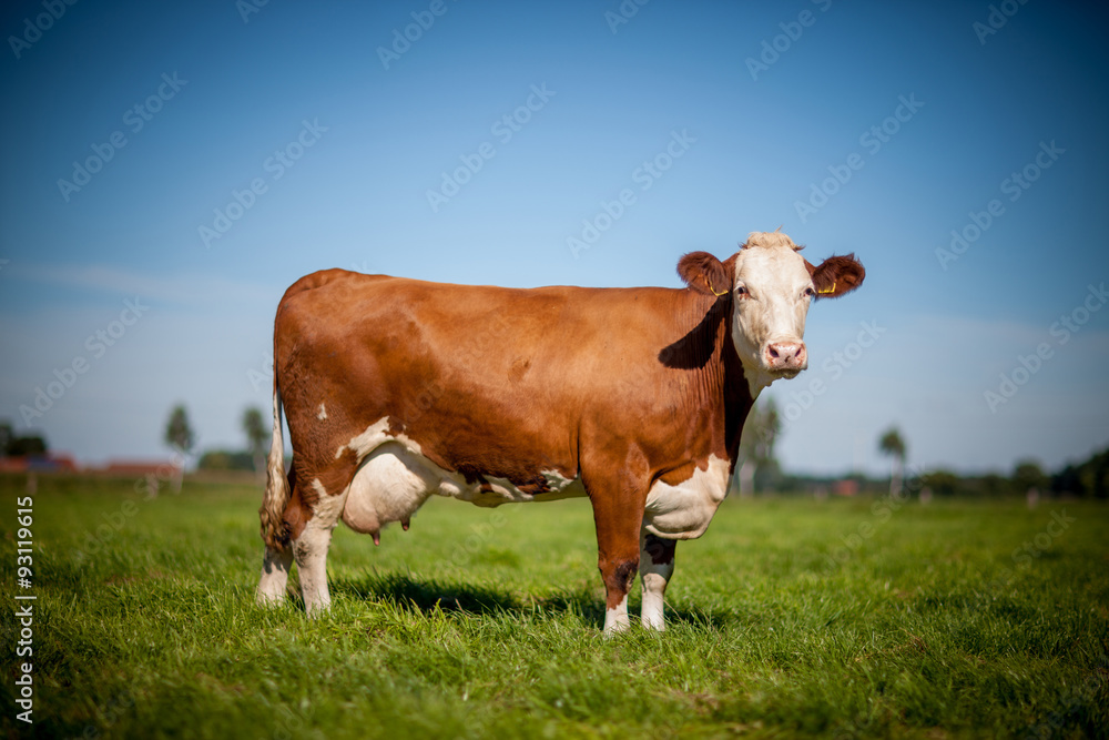 cow on grassy field cow on grassy field