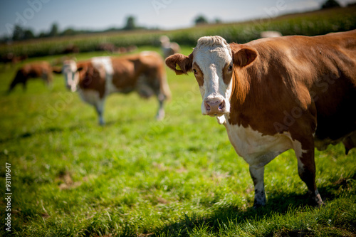 cow on grassy field