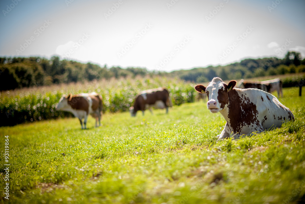 cow on grassy field