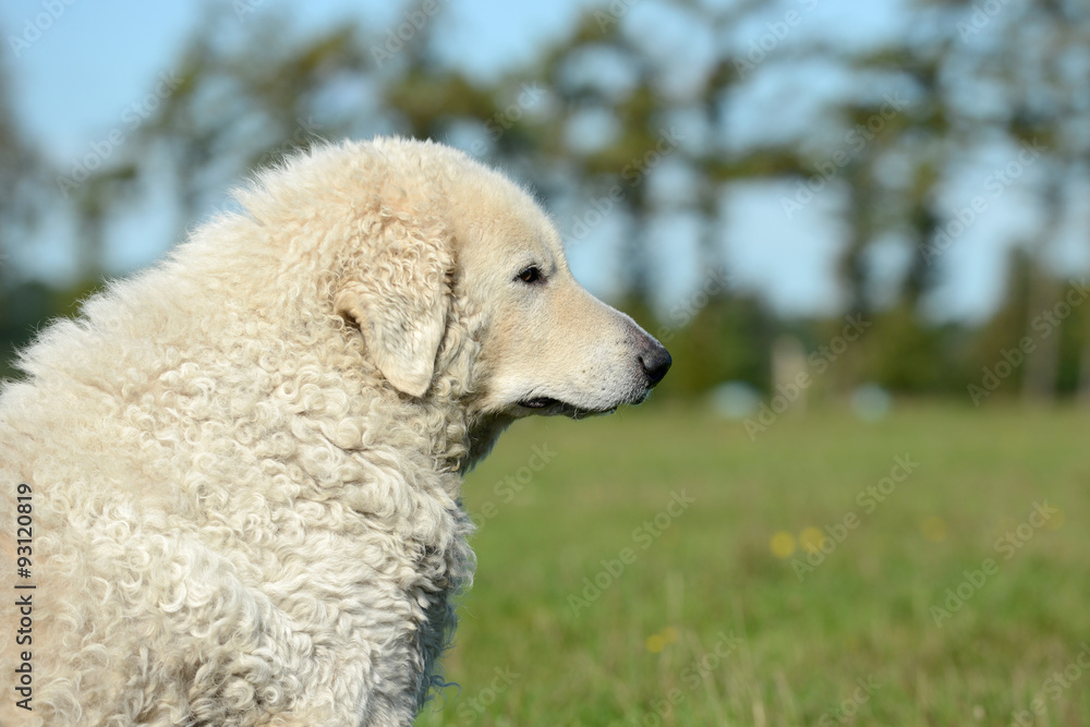 Fototapeta premium Kuvasz