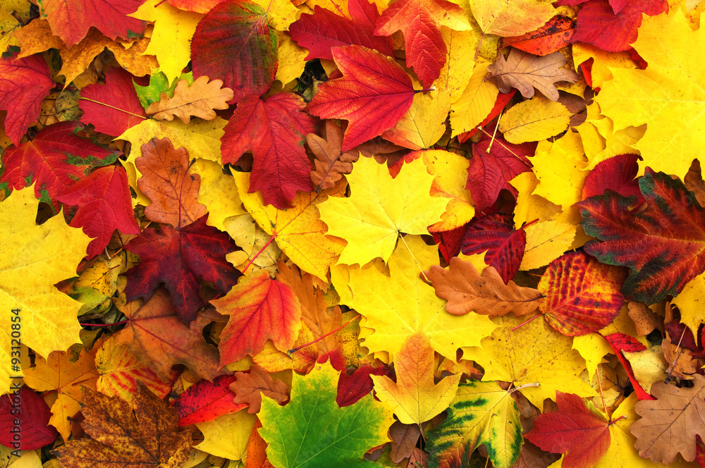 Fototapeta premium autumn leaves
