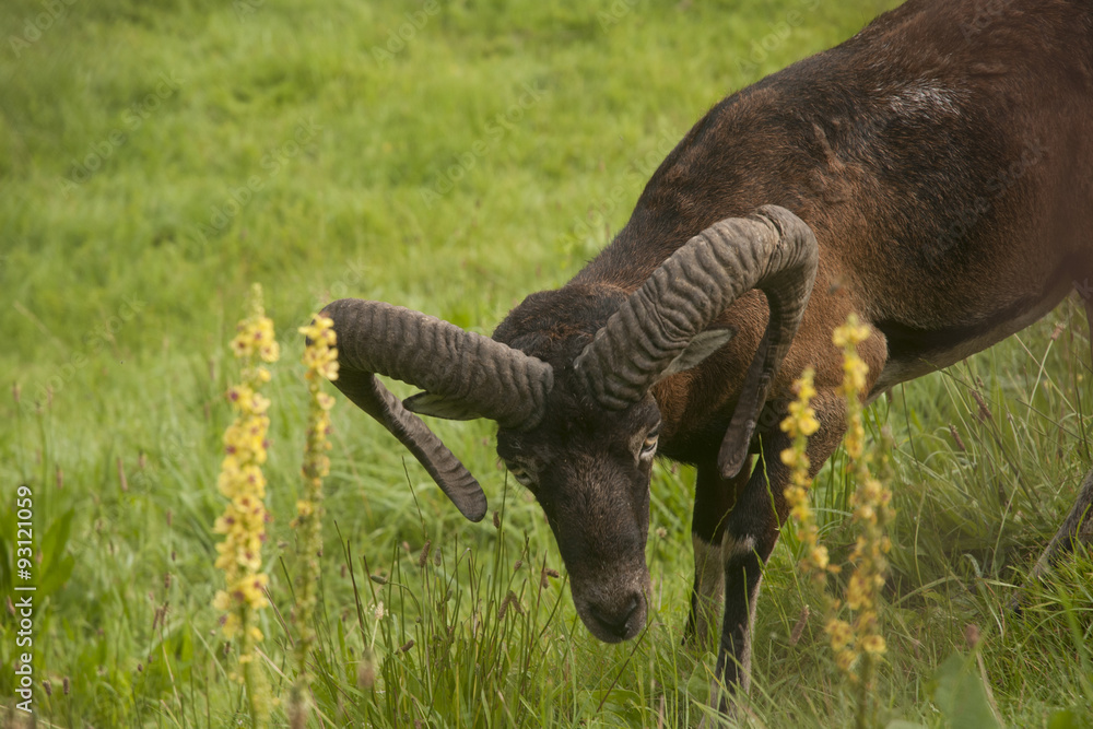 Fototapeta premium Mouflon
