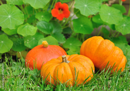 petites citrouilles -Jack be little dans l'herbe