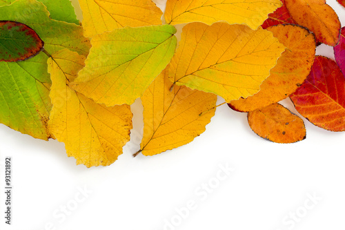colorful autumn leaves as a  border background isolated on white