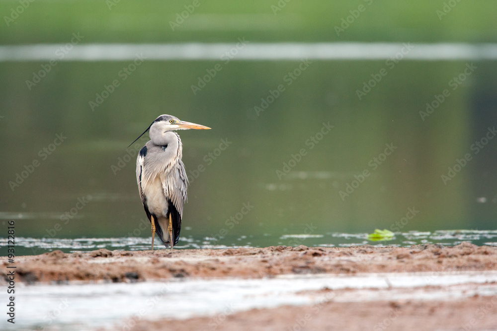 Obraz premium Grey Heron in the nature
