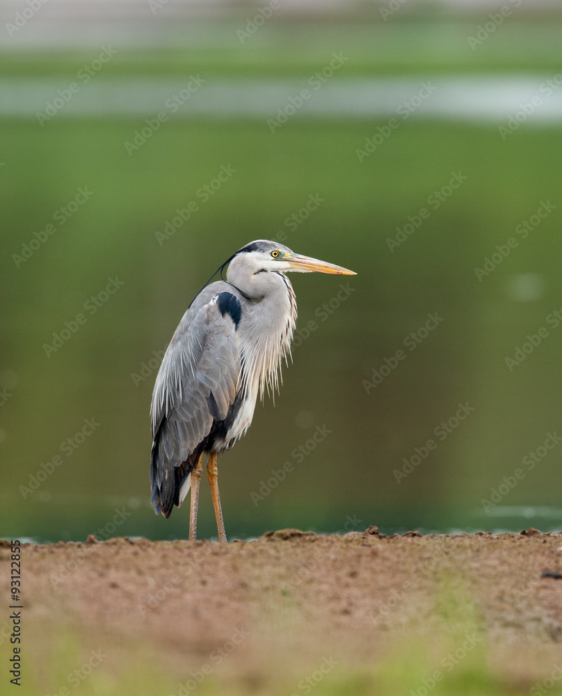 Grey Heron in the nature