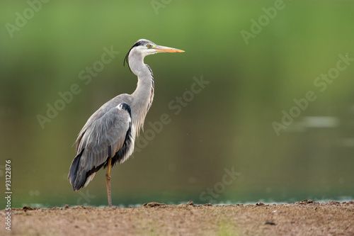 Grey Heron in the nature
