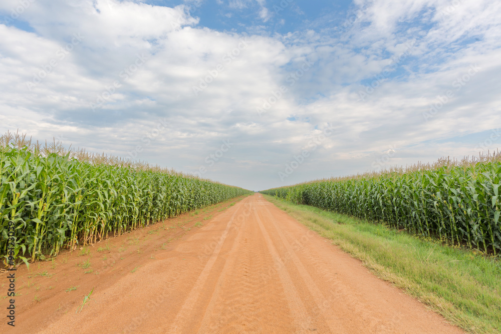Maize next to the road Maize next to the road