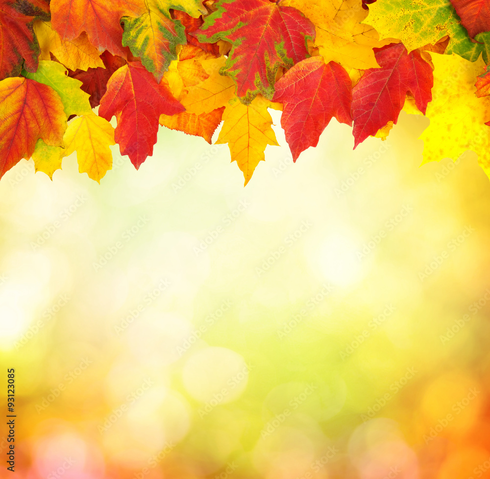 branch with autumn leaves branch with autumn leaves