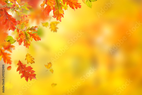 Colorful autumnal background with leaves © Lukas Gojda