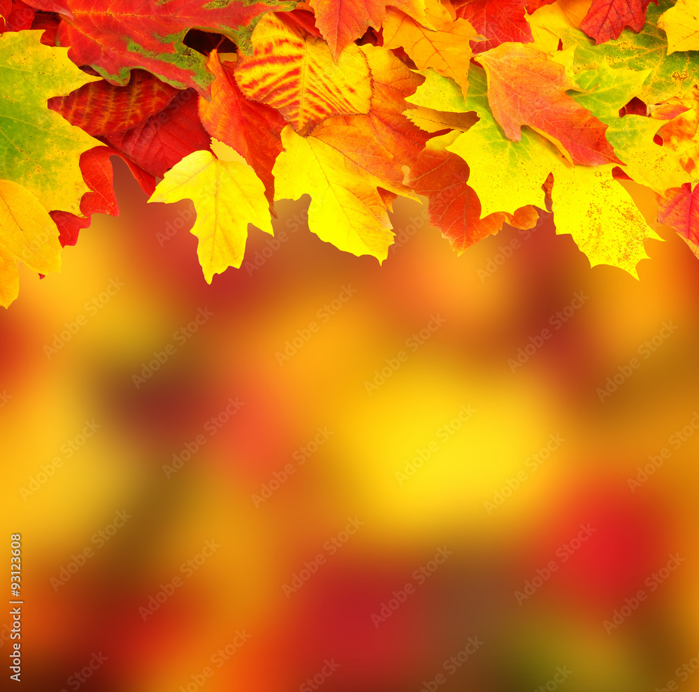 branch with autumn leaves branch with autumn leaves