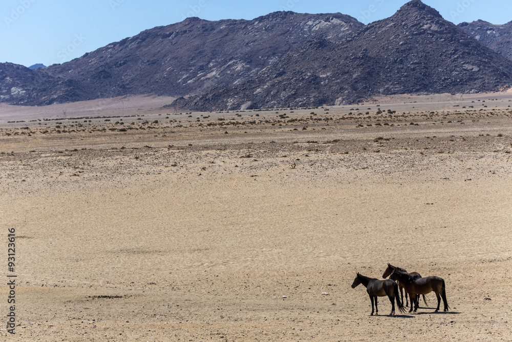 Wild horses of the Namib