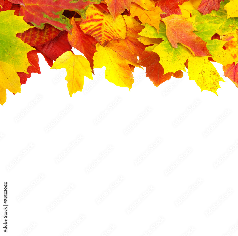 Fototapeta premium autumn leaves