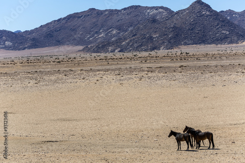 Wild horses of the Namib