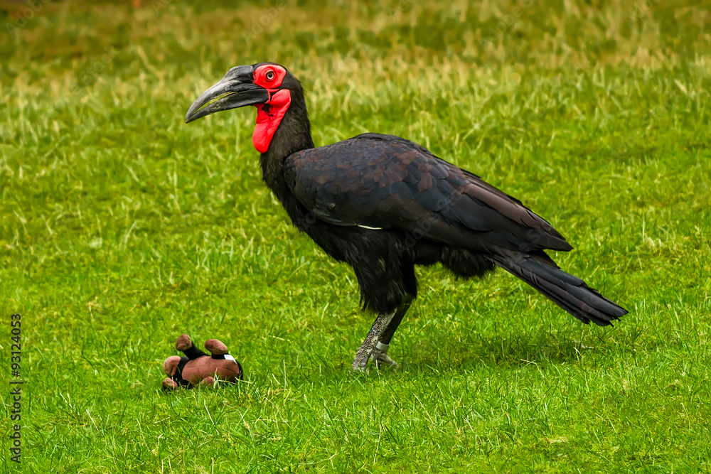 Playing southern ground hornbill