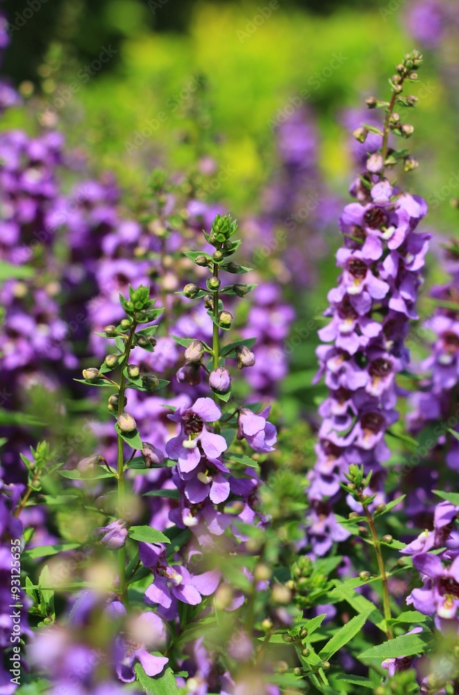The Purple flower Garden in Thailand on Sunny day The Purple flower Garden in Thailand on Sunny day