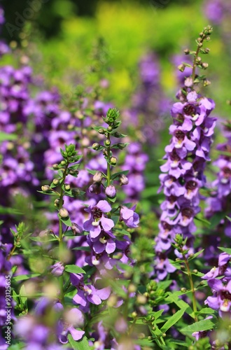 The Purple flower Garden in Thailand on Sunny day