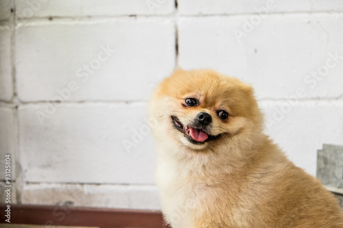 light brown Pomeranian with wood surface and white brick wall
