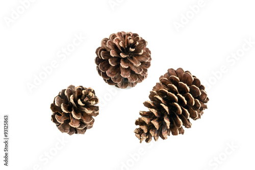 Schilderij op canvas various pine cone trees isolated on white