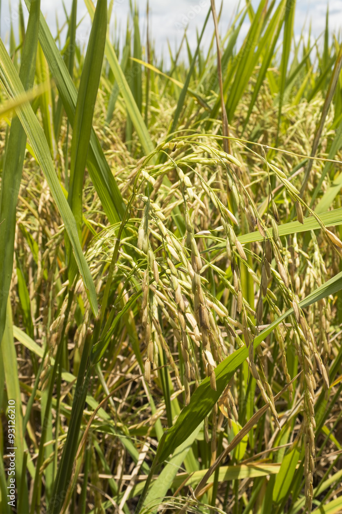 Obraz premium Paddy rice trees