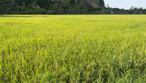 Traditional paddy rice field in Malaysia