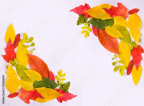 autumn leaves on a white background