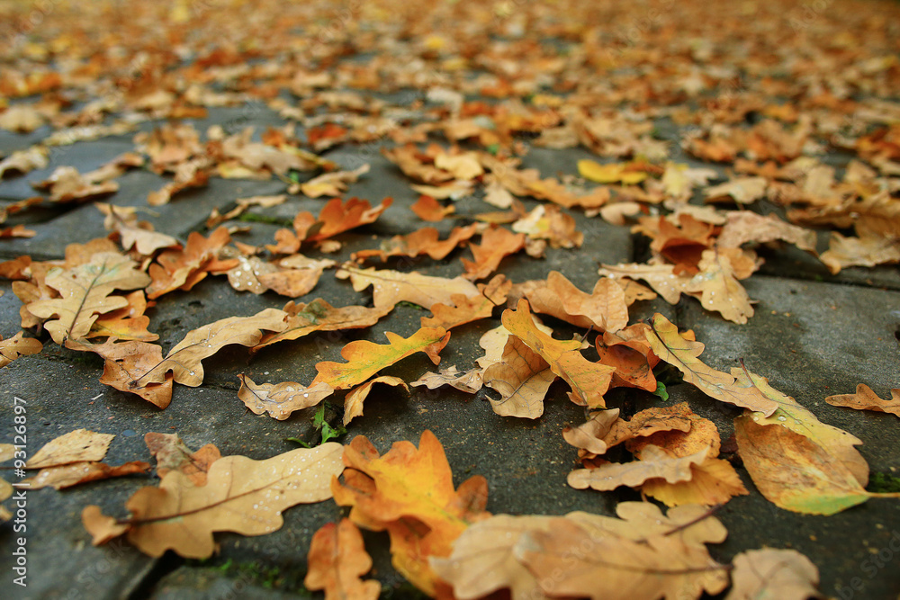 background of fallen leaves on the asphalt in the city
