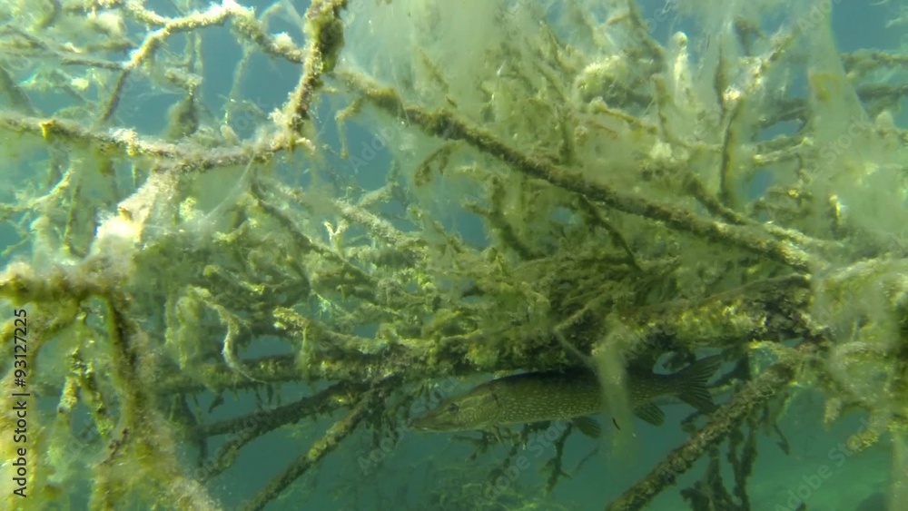 Pike hidden under a submerged fallen tree