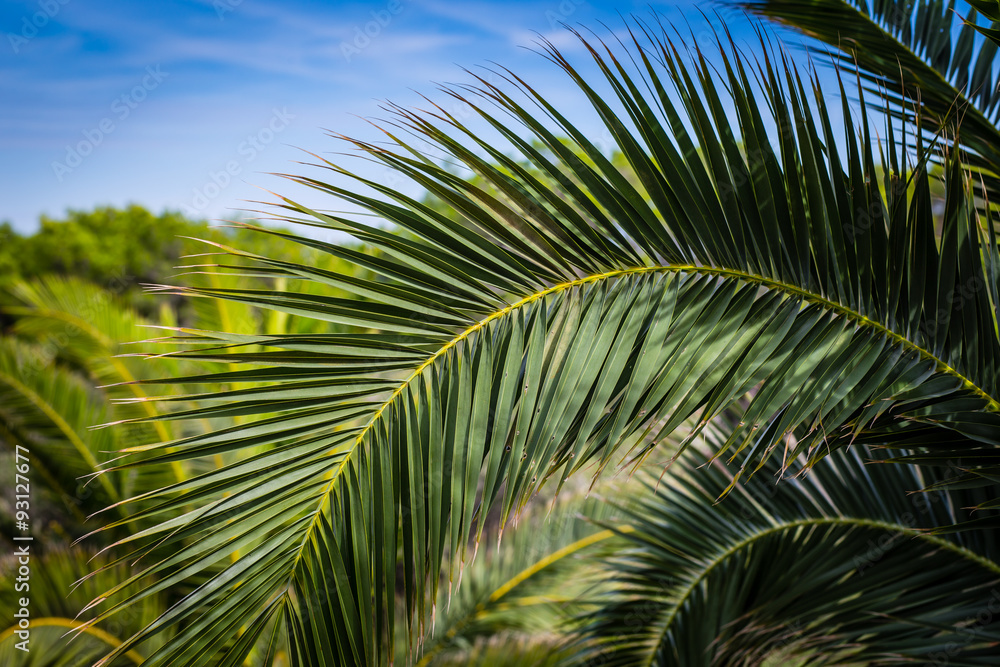 Obraz premium Palmier à Majorque