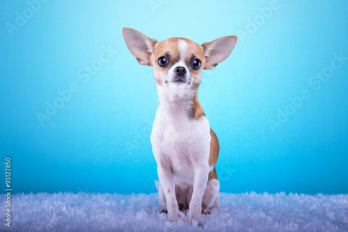 Beautiful chihuahua dog. Animal portrait. Stylish photo. Blue background
