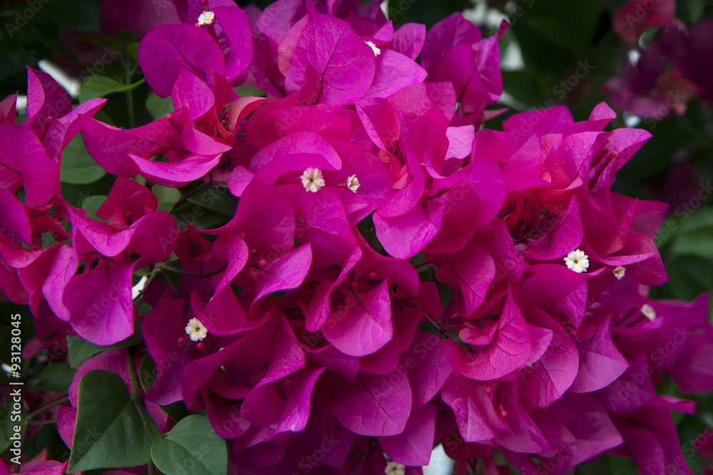 Цветок Бугенвиллия