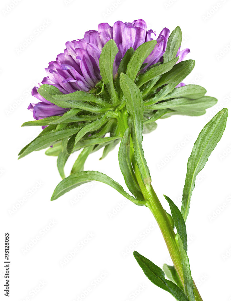 Fototapeta premium Violet aster flower closeup