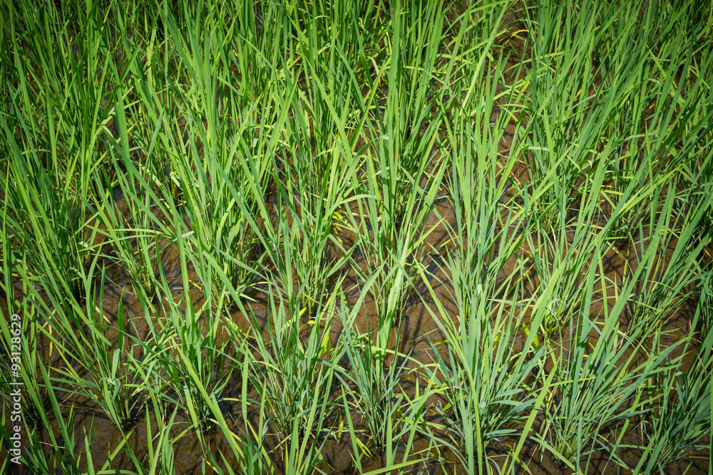 Rice Paddy Growth