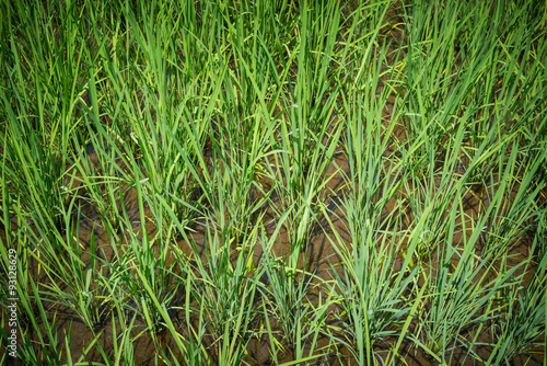 Rice Paddy Growth