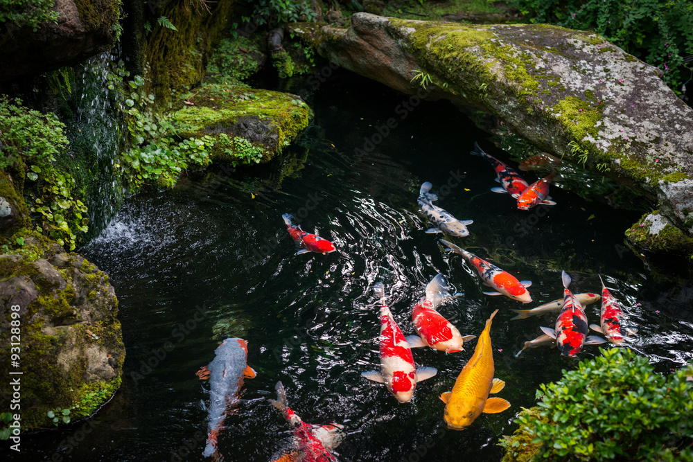 Koi Karpfen () Koi Karpfen