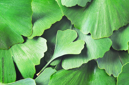 Ginkgo Biloba photo