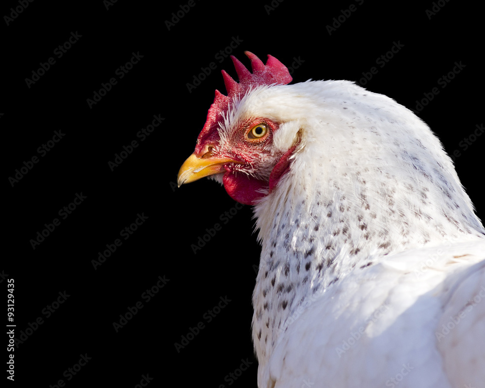 close-up portrait of a chicken